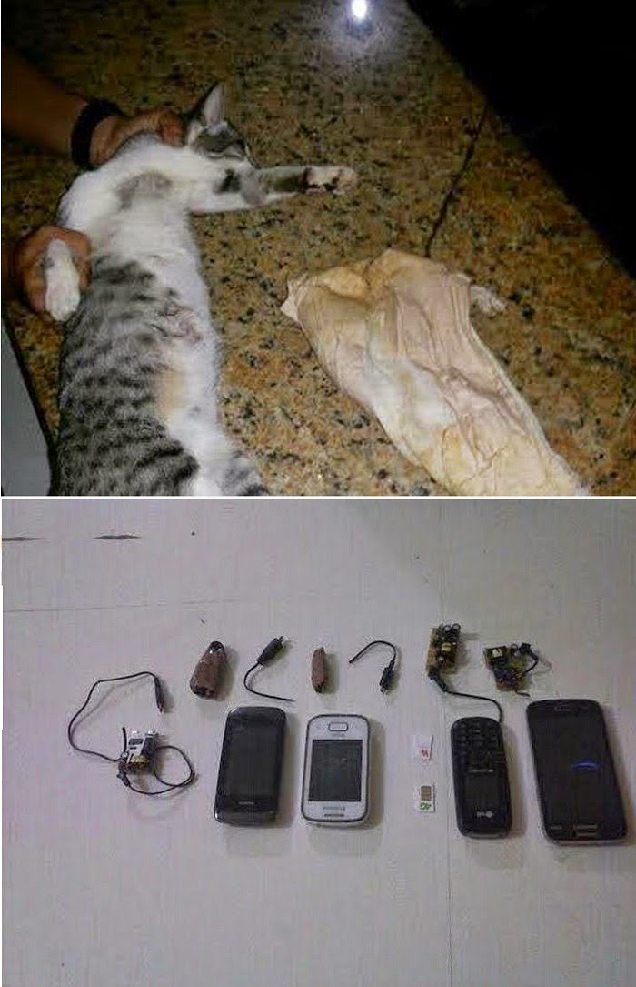 Gato é capturado com celulares, carregadores e chips dentro de penitenciária