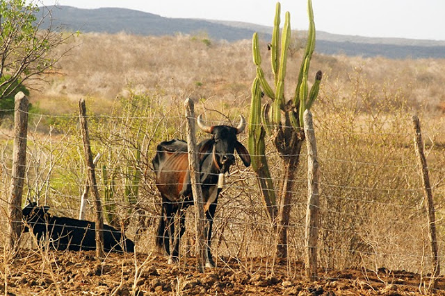 Seca – Governo Federal reconhece situação de emergência em 67 municípios do Ceará