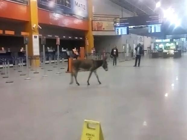 Depois de Fortaleza é a vez do aeroporto de Aracaju receber visita de Jumento