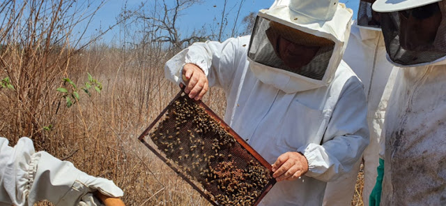 Centec oferece formações em apicultura