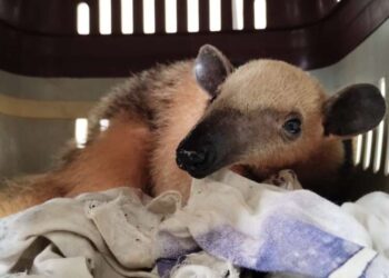 Tamanduá-mirim é resgatado pela PMCE na cidade de Caririaçu