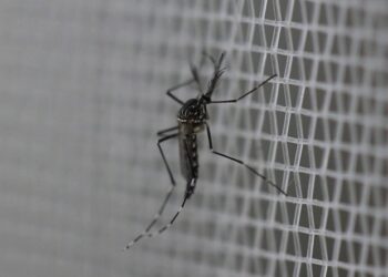 Canindé, Pedra Branca, Boa Viagem e Caridade confirmam primeiros casos de dengue da região