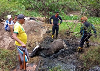 Resgate: Após 6 horas de trabalho, Bombeiros de Crateús Salvam Vaca Atolada