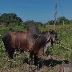 Bombeiros Militares Resgatam Touro de 600k de Cacimba em Operação Bem-Sucedida