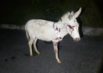 Animais soltos na BR 020 causam dois acidentes entre Bom Jesus e Cruzeta