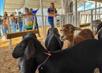 FestBerro 2024 tem início e promete ser a maior edição da história em Tauá
