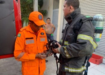 Bombeiros resgatam filhote de cachorro em incêndio residencial em Canindé