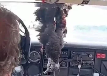 Avião colide com urubu e voa com a ave pendurada até pouso no Amazonas; ninguém ficou ferido