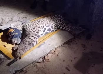 Onça-pintada é capturada após ataque fatal a caseiro em pesqueiro no Pantanal de Aquidauana (MS)