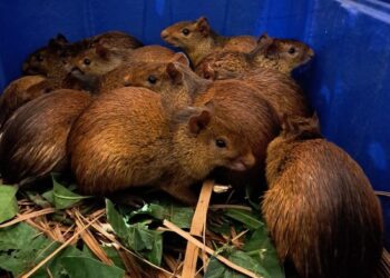Ibama e forças de segurança resgatam 41 animais silvestres em cativeiro ilegal próximo a churrascaria  no Piauí