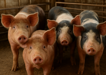 Preços do suíno vivo e da carne suína fecham agosto em alta e tendência segue em setembro