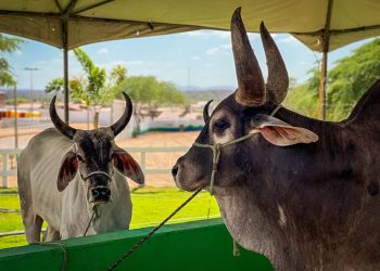 Chegada dos animais movimenta Tauá e marca início do FestBerro 2025