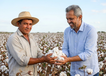 Ceará retoma o “ouro branco” e lança programa para fortalecer a produção de algodão no interior