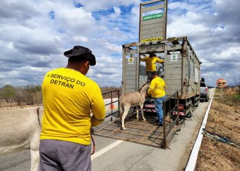 Detran-CE resgata mais de 3,5 mil animais nas rodovias do Ceará em 2025 e reforça alerta aos motoristas