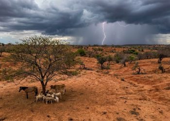 Animais são atingidos por raios e morrem em Pedra Branca e Quiterianópolis