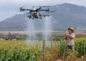Uso de drones em pastagens gera conflitos e prejuízos a pequenos produtores em Pedra Branca