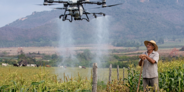 Uso de drones em pastagens gera conflitos e prejuízos a pequenos produtores em Pedra Branca