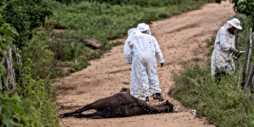 Ataque de abelhas italianas mobiliza bombeiros e deixa animais mortos no Interior do Ceará