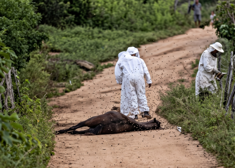 Ataque de abelhas italianas mobiliza bombeiros e deixa animais mortos no Interior do Ceará