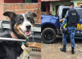 Cachorro Vítima de Maus-Tratos é Resgatado em Mineirolândia