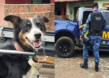 Cachorro Vítima de Maus-Tratos é Resgatado em Mineirolândia