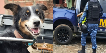 Cachorro Vítima de Maus-Tratos é Resgatado em Mineirolândia