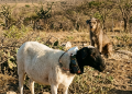 Tecnologia cearense protege rebanhos: Estudantes do IFCE criam coleira inovadora para afugentar cães predadores no Sertão