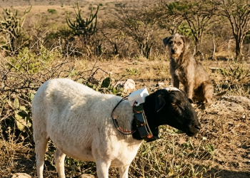 Tecnologia cearense protege rebanhos: Estudantes do IFCE criam coleira inovadora para afugentar cães predadores no Sertão
