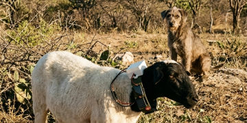 Tecnologia cearense protege rebanhos: Estudantes do IFCE criam coleira inovadora para afugentar cães predadores no Sertão