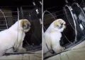 Bombeiros resgatam cãozinho Shih Tzu  preso em cerca elétrica de residência no Cariri