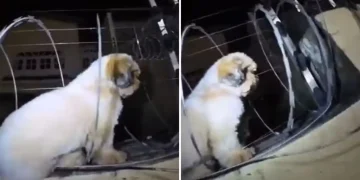 Bombeiros resgatam cãozinho Shih Tzu preso em cerca elétrica de residência no Cariri