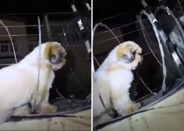 Bombeiros resgatam cãozinho Shih Tzu  preso em cerca elétrica de residência no Cariri