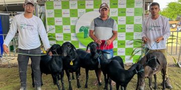 Festberro 2026: Tauá se prepara para o maior encontro de cultura e agropecuária do sertão cearense