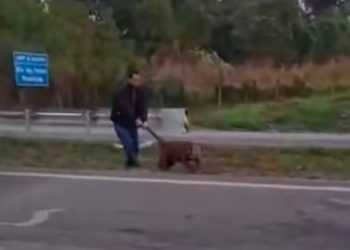 Inusitado: Onça-parda é flagrada sendo puxada pelo rabo em rodovia de Piracicaba