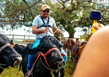 Com destaque na pecuária estadual, Pedra Branca sedia 1º Festival do Boi Gordo  unindo força econômica, e tradição junina