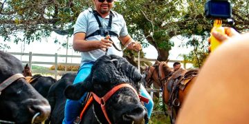 Com destaque na pecuária estadual, Pedra Branca sedia 1º Festival do Boi Gordo  unindo força econômica, e tradição junina