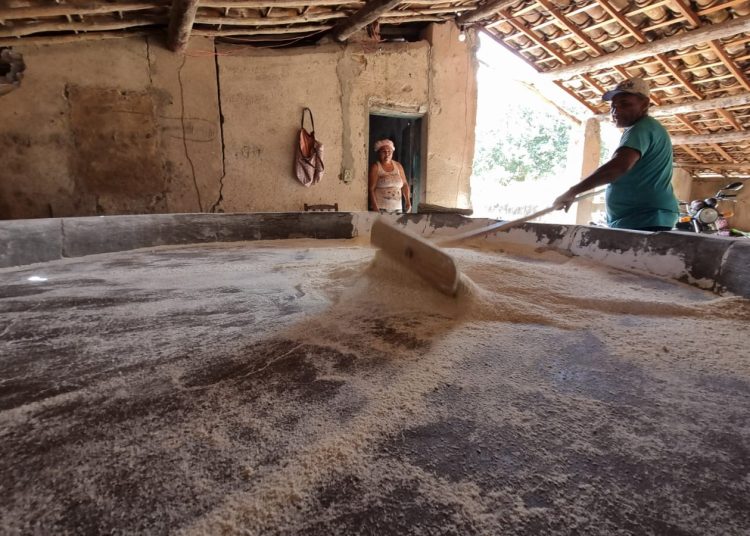 A Farinhada que Resiste ao Tempo: Tradição Sertaneja Ainda Vive no Interior do Ceará