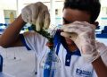 Estudantes de Pedra Branca desenvolvem alternativa natural aos agrotóxicos em projeto de ciências da escola pública