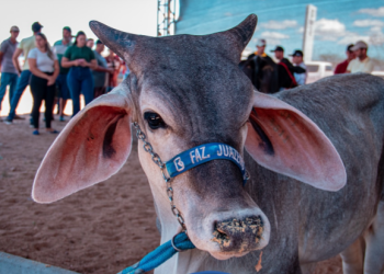 ExpoAgro 2026 movimenta Mombaça de 10 a 12 de setembro com inovação no agronegócio e atrações culturais