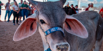 ExpoAgro 2026 movimenta Mombaça de 10 a 12 de setembro com inovação no agronegócio e atrações culturais